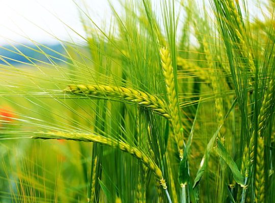 grain-wheat-nature-spikelets-wallpaper-preview