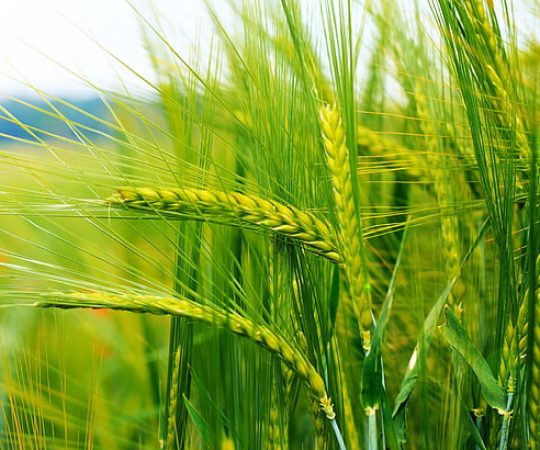 grain-wheat-nature-spikelets-wallpaper-preview
